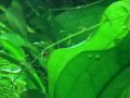 Colisa lalia - aquarium fish in love Colisa lalia - aquarium fish in love