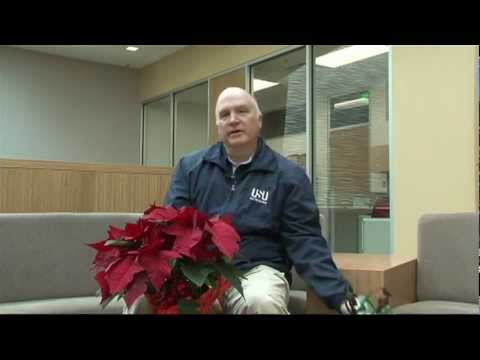 how to replant poinsettias