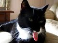 cat sticks out tongue at me cat sticks out tongue at me