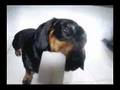 Salchicha video