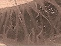 mars phoenix lander  latest news