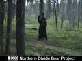 Dancing Grizzly