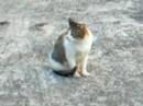 Cat @ Guang Ming Shan Pu Jue Si...