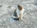Cat @ Guang Ming Shan Pu Jue Si...