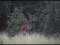 red deer bowkill