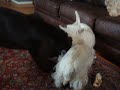 Addie playing with the Westies