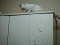 Gab Cats