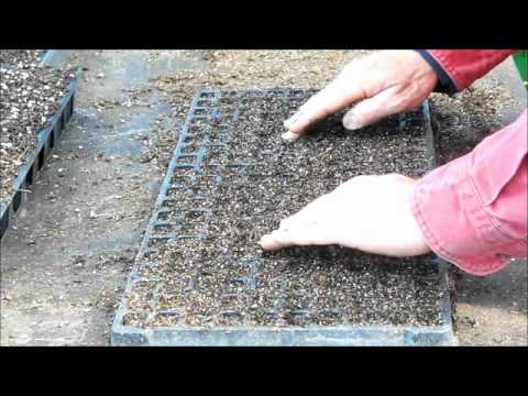 how to harvest thai basil seeds
