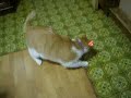 ???Cat