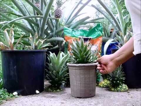 how to replant a pineapple