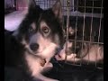 [My PETS] Husky Puppies (4 weeks old)