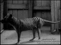 Ben,the last captive Thylacine