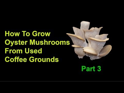 how to grow coffee