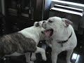 English Bulldog Fight