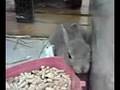 うさぎさん