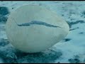 Bjork-Aurora