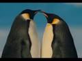 Bjork - Aurora