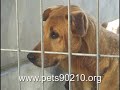 Pet Care Foundation PSA