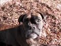 Boxer dog fun