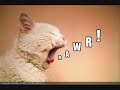 funny cats 25 funny cats 25