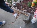 videos de Buddy the squirrel 2