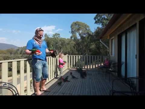 how to care australian parrots