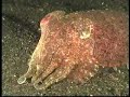 The Bizarre Denizens of the Lembeh Straits