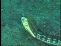 The Bizarre Denizens of the Lembeh Straits