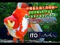 【伊藤養魚場入荷情報】2019年4月27日 日本金魚市場等より入荷しました。