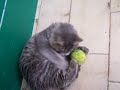 Sissi, una gattina graziosa, gioca con la pallina da tennis.