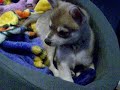 So sleepy... must stay awake..