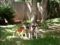 2005 Kandiyohi/Rochil Puppies