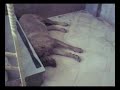cane dentro al pronto soccorso, ospedale San Gennaro Napoli (rione sanità), incredibile!!