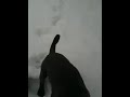 12 week blue staffy puppy playing in snow