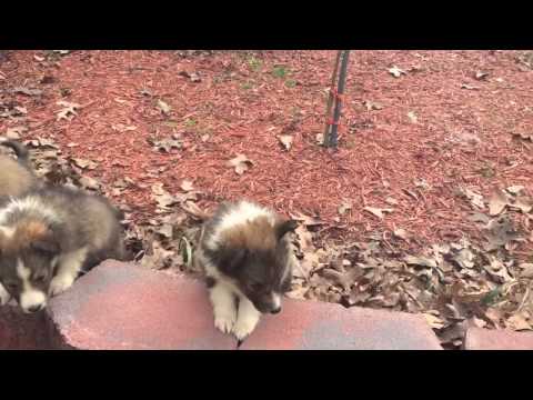 AKC sable sheltie puppy