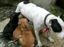 bandog  puppies