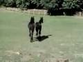 Abraham Friesian colt for sale