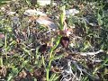 Ophrys ferrum-equinum / Ορχιδέα / Amorgos