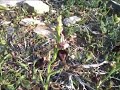 Ophrys ferrum-equinum / ??????? / Amorgos Ophrys ferrum-equinum / ??????? / Amorgos