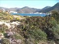 Ophrys ferrum-equinum / Ορχιδέα / Amorgos