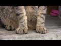 ツネオ君のしっぽふりふり♪ tail cat tsuneo