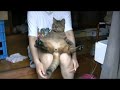 ツネオ君のしっぽふりふり♪ tail cat tsuneo