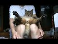 ツネオ君のしっぽふりふり♪ tail cat tsuneo