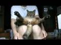ツネオ君のしっぽふりふり♪ Tail cat Tsuneo