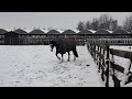 Maybel in de sneeuw