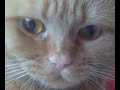 Catbook Movie: Rassegnazione