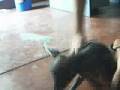 Pichon el perro peruano