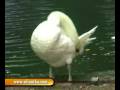 videos de sri lanka National zoological gardens Dehiwala