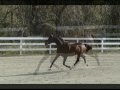 Picture video Colts.mpg