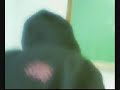 Kalebe, o Incrível Bicho do Mato Albino